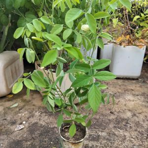 White Aprajita Plant With Roots