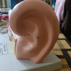 Brand New Ear Model...Packed In Box