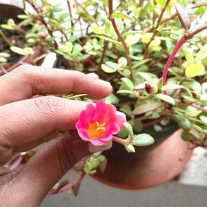 Elephant Blush Plant