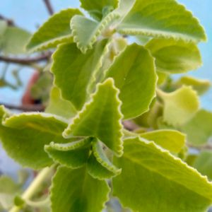 Cuban Oregano