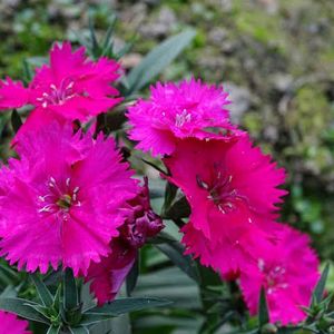 Dianthus Pink Flower Plant