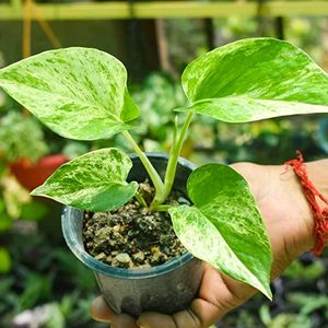 5 Money Plants With Roots In A Bottle Filled Water