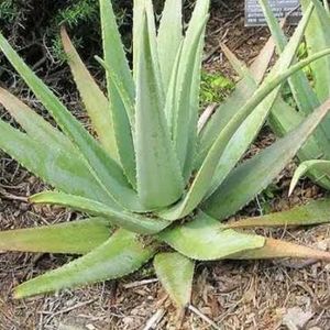 Healthy Aloevera Plant 🌵