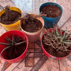 Plantation Plastic Pots