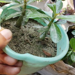 2 Adenium 7 Plant Combo