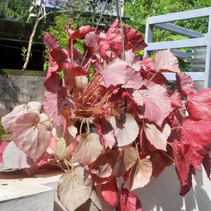 Begonia Rex Mature Plant For Sale