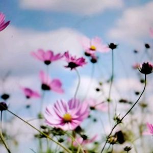 pink flower