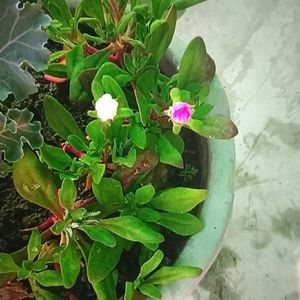 Ice Plant