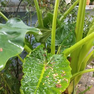 Alocasia Plant ☘️