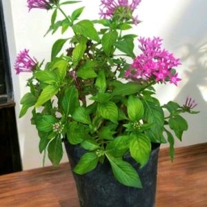 Real Pentas Plant