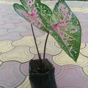 Caladium Pink Live Plant