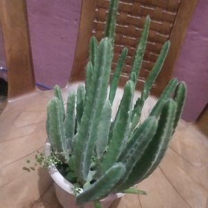 Beautiful Maroon Cup Flower Cactus