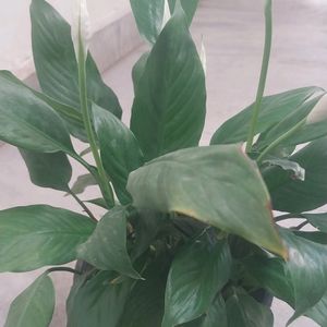 Peace Lily ( 1 Rooted and Healthy Plant)