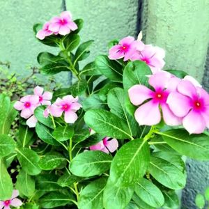 Pink Beautiful Sadabhaar Flower Plants