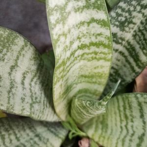 Air Purifier/Snake Plant