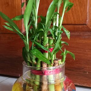 Bamboo Plant