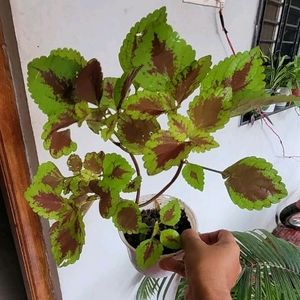 Set 2 Arrowhead & Coleus Plants & Pot