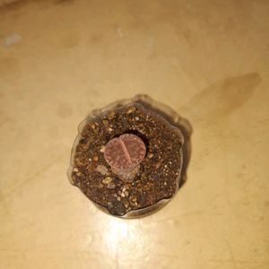 Rare Succulent (Lithop)bare Root