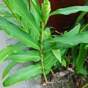 Dolon Chapa Flower Plant