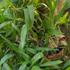 Dancing Lady Orchid Plant