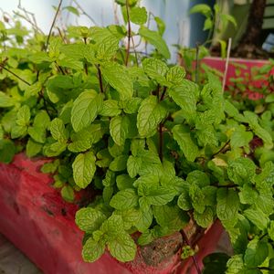 Pudina/ Mint Plants