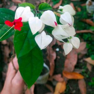 Brautiful Bleeding Heart Flower Plant With Root