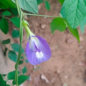 Aparajita Flower's Seeds