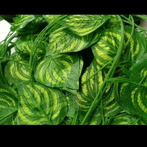 Money Plant 🌱leaf 🍃 10 Pcs