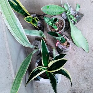 Mix Sansevieria (7 Varieties )