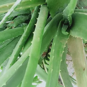 Aloe Vera Combo Fresh Plant