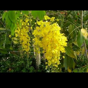 Golden Shower/Cassia Fistula Live Plant