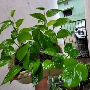 Evergreen Money Plant 🌱 & Pot