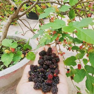 Mulberry Big Size Plant