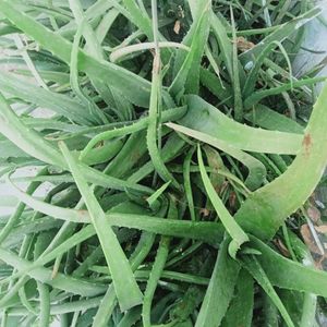 Aloe Vera Fresh Plant