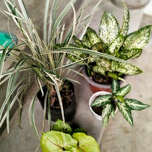 Mix Air Purifying Plants Combo