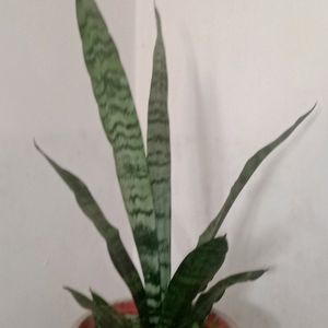 Snake Plant