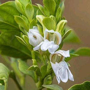 Vasaka Mediational Plant Leaves