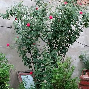 Desi Rose Plant