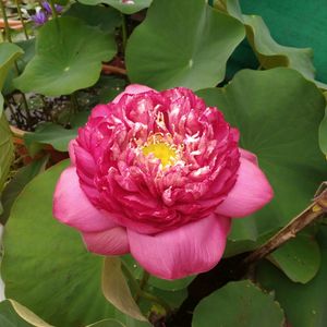 Lotus Tuber Live Plant