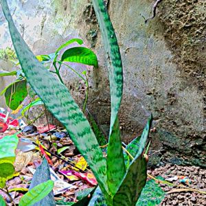 Snake Plant