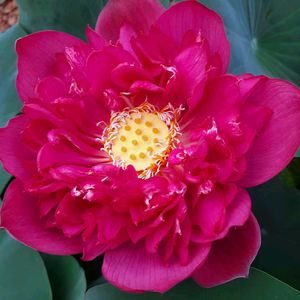 Red Philip Lotus