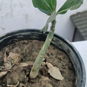 Adenium Plant