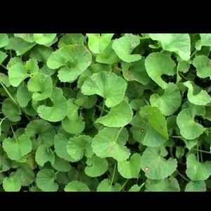 Centella asiatica Plant Shapling.