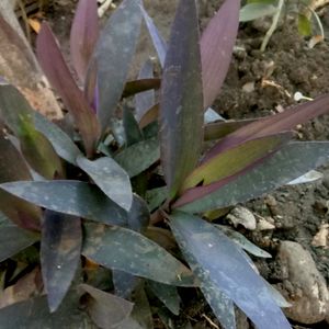 Purple heart Plant