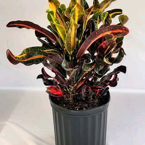 Mammy Croton Live Plant With Pot