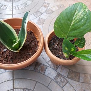 Combo - Snake Plant, Money Plant And Beads Chain