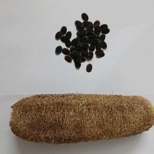 Sponge Gourd Seeds