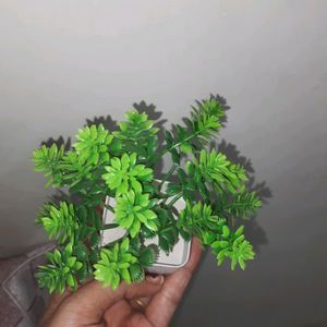 Artifical Plant 🪴