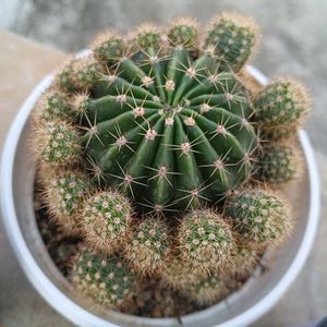 Cactus Baby Plant