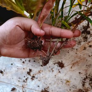 3 Different Varieties Of Croton Plant